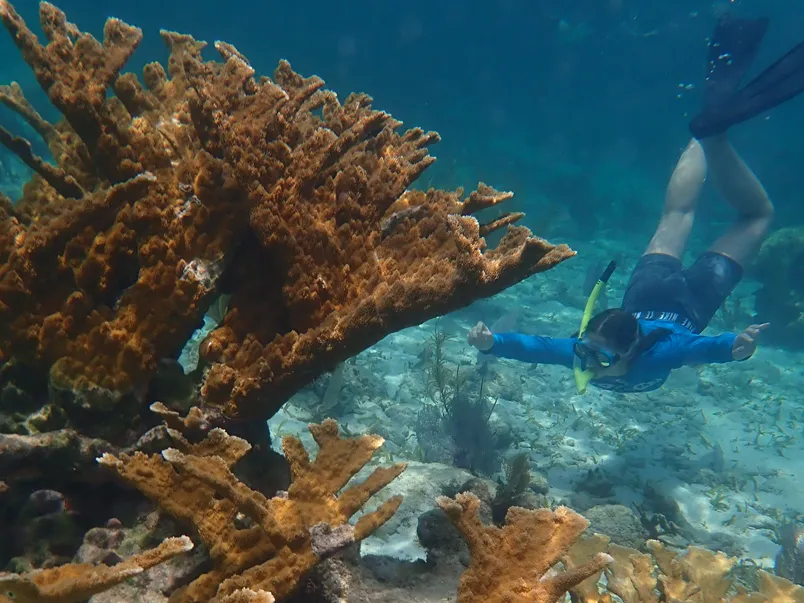 Scuba diver under the sea.