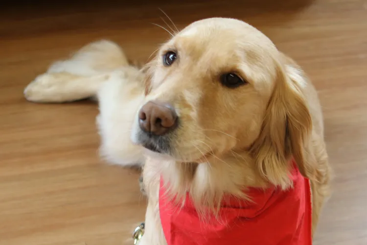 Therapy dog visits campus.