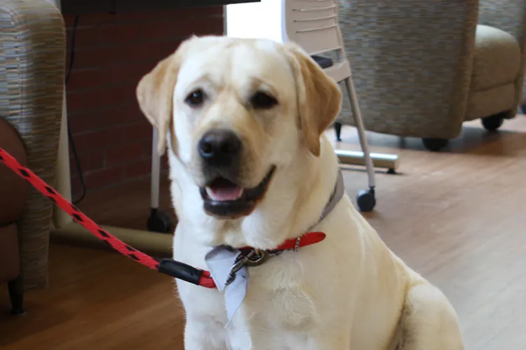 Therapy dog visits campus.