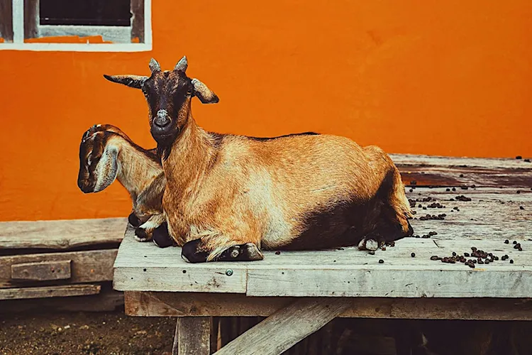 Two goats resting