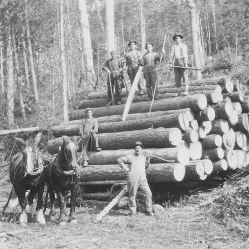 Loggers and horses haul logs out of the woods.