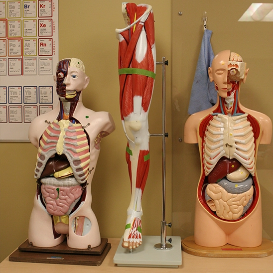 Science Center Models pic1